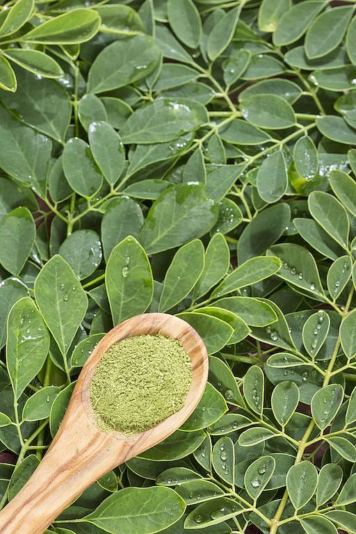 Moringa Leaves 6