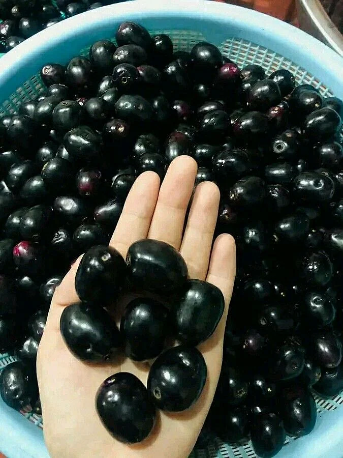 jamun. 3