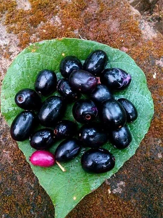 jamun. 8
