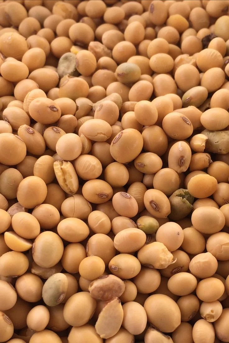 Soybean. 2