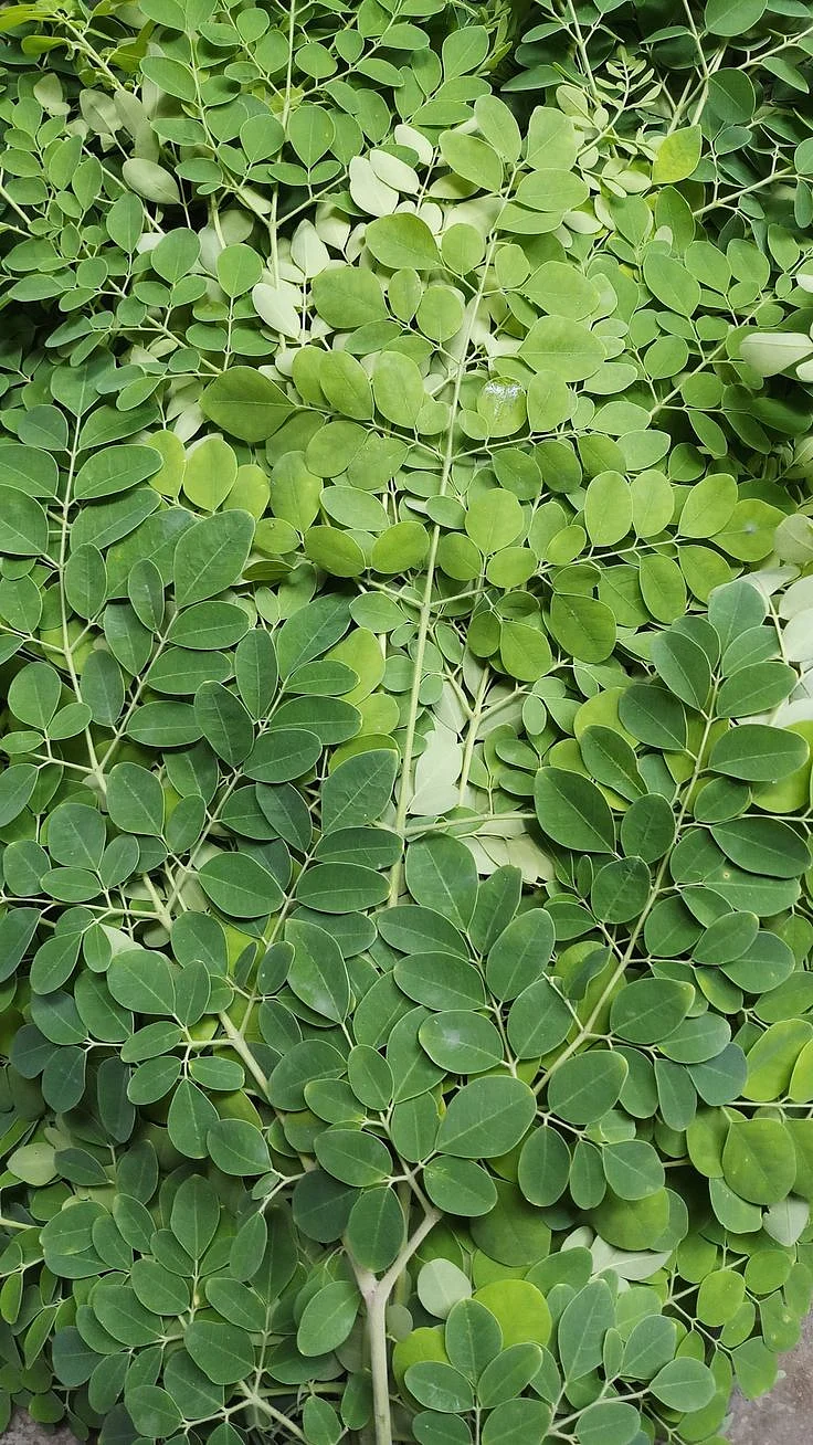 Moringa Leaves 8