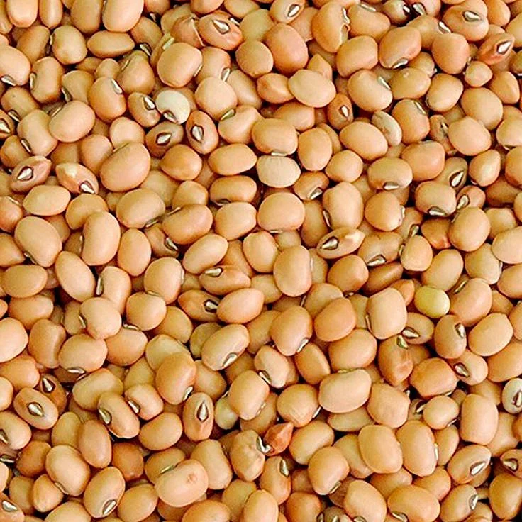 Soybean. 3
