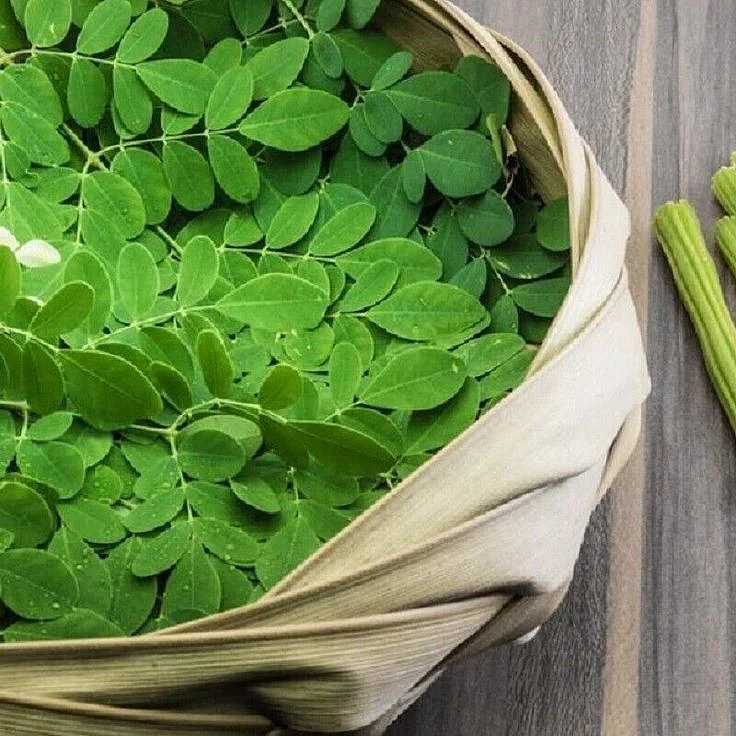 Moringa Leaves 1