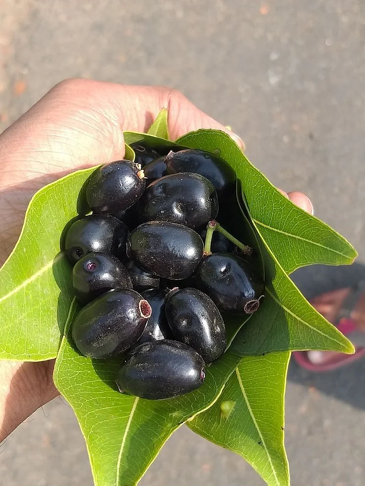 jamun. 5