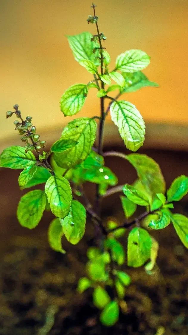 Tulsi. 6