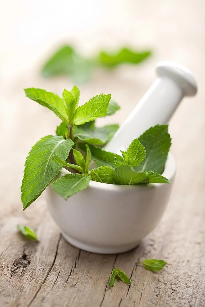 Tulsi. 1