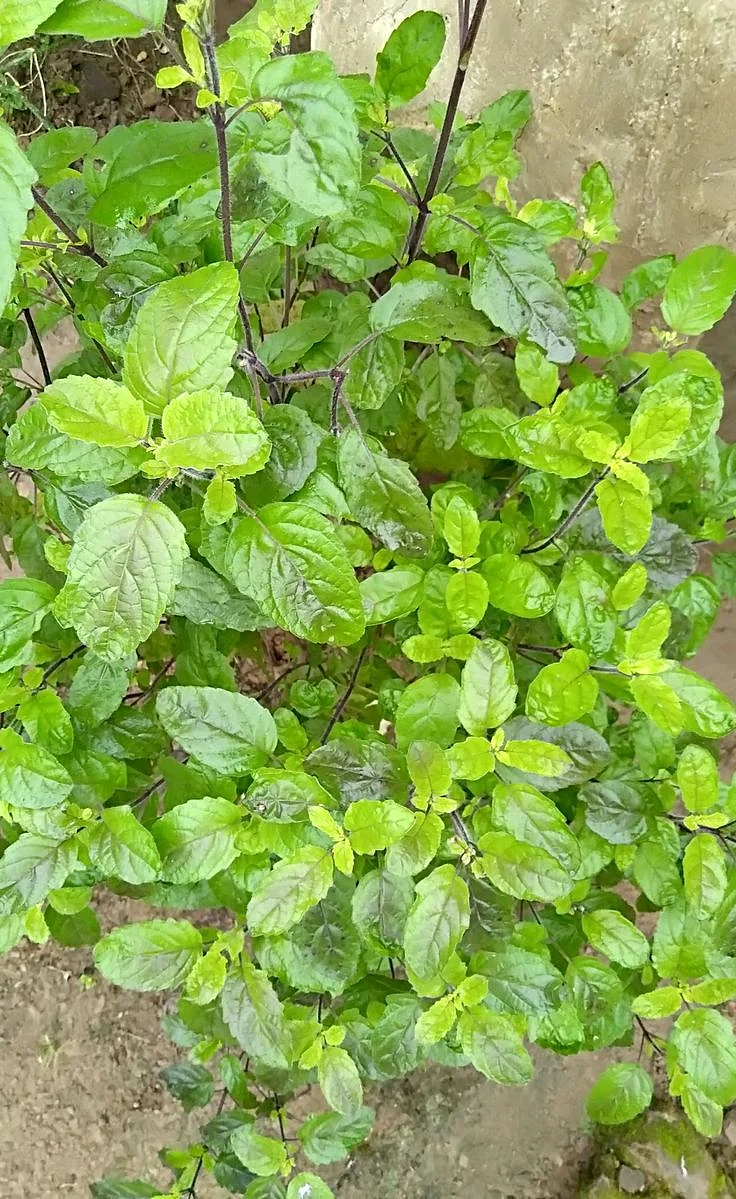 Tulsi 6