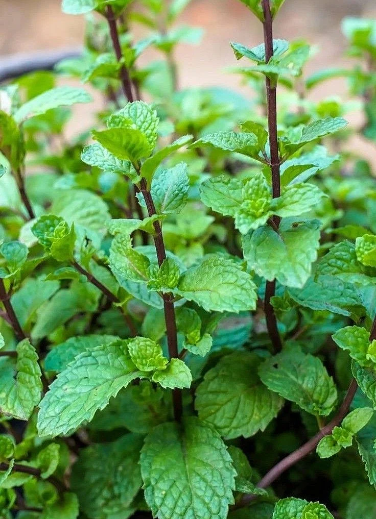 Tulsi 4