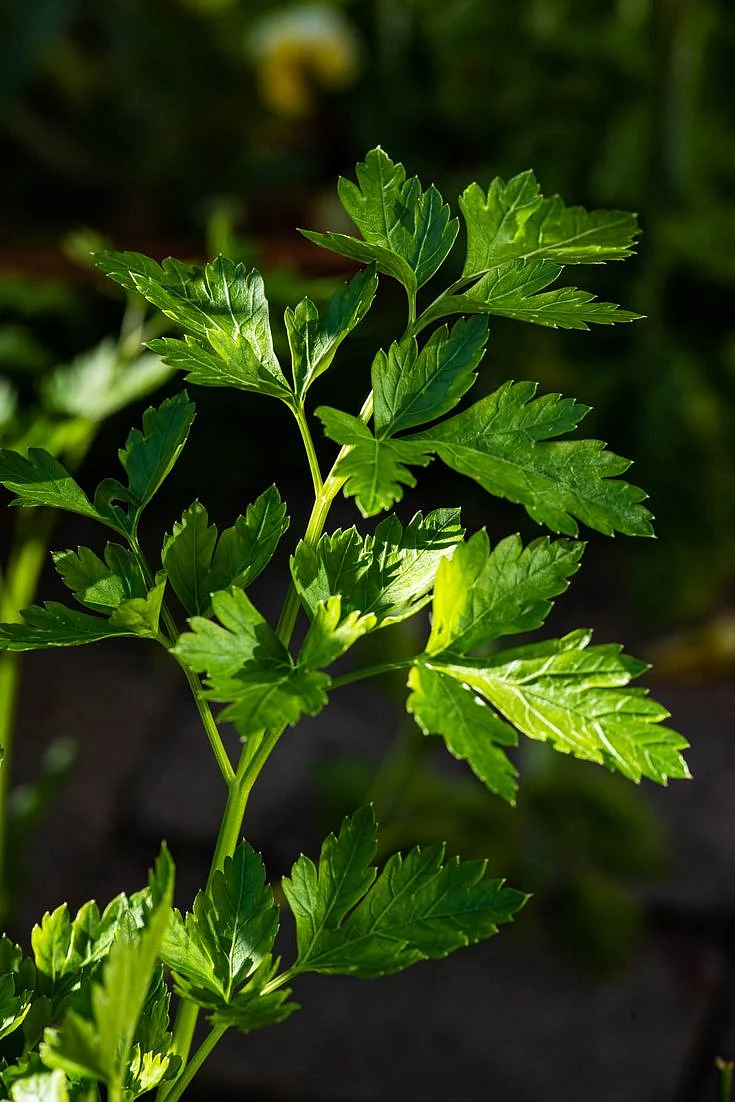 coriander leaf water 7
