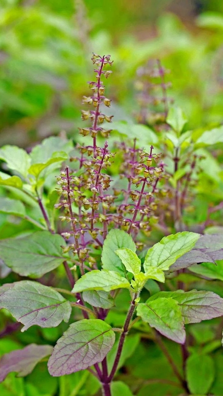 tulsi 1