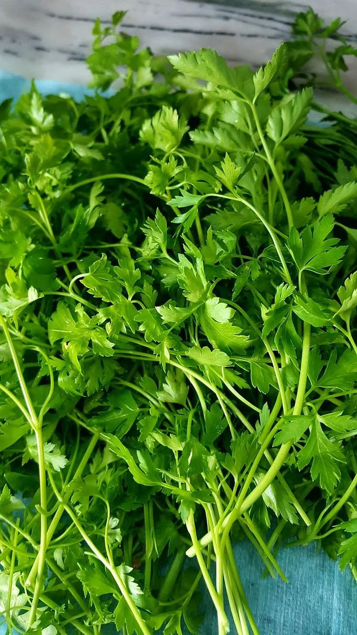 coriander leaf water 5