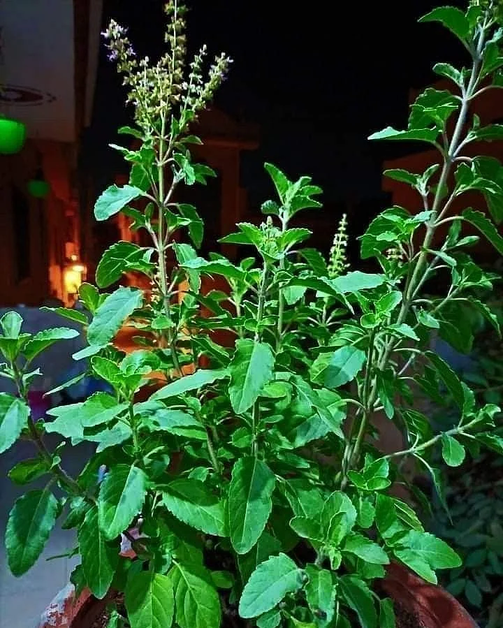 tulsi 2