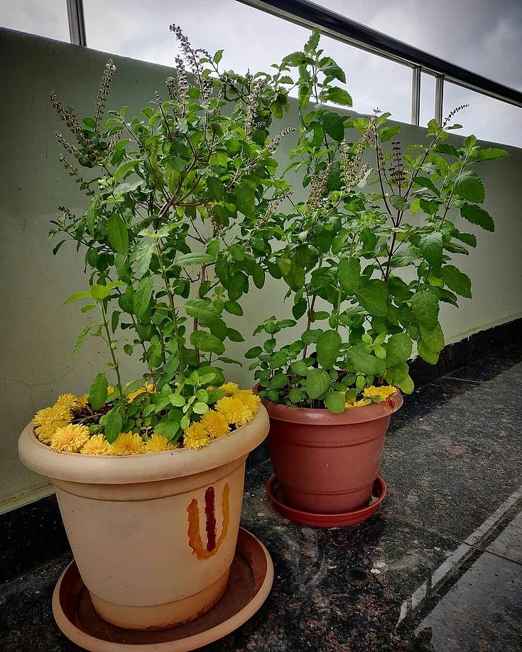 Tulsi 9