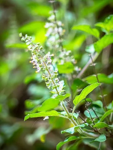 Tulsi 3