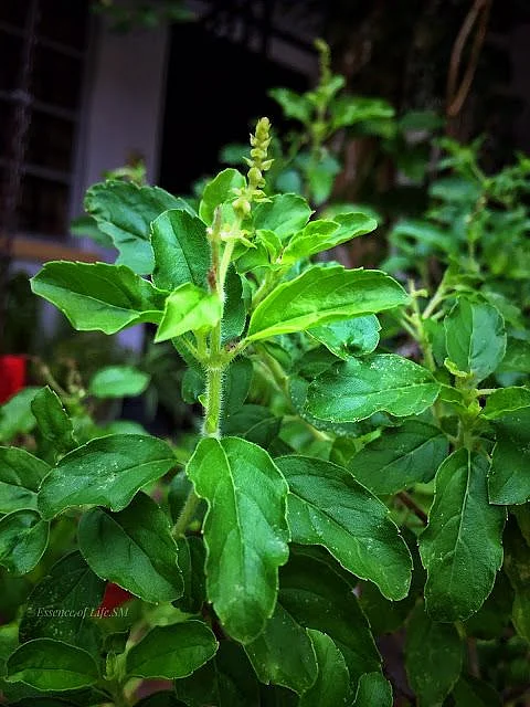 Tulsi. 5