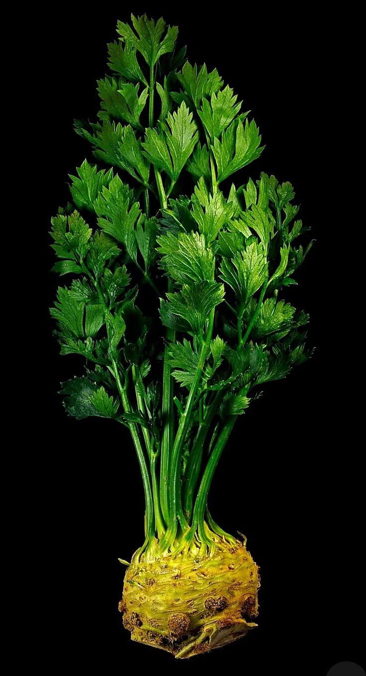 coriander leaf water 4
