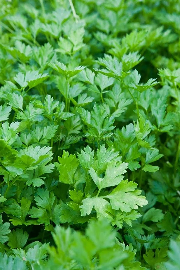 coriander leaf water 6