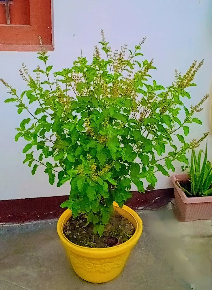 Tulsi 5