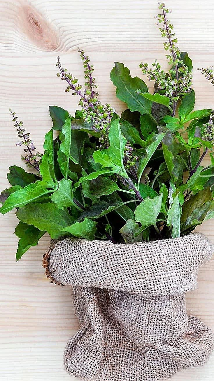 tulsi