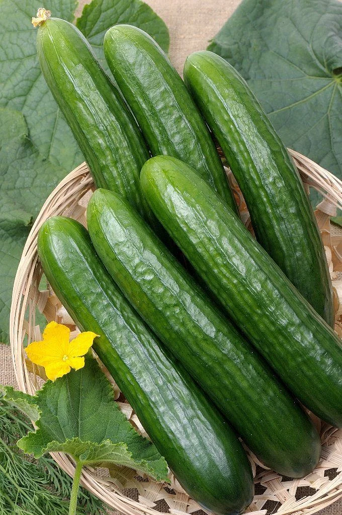 cucumber 2