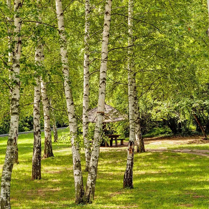 silver birch tree r