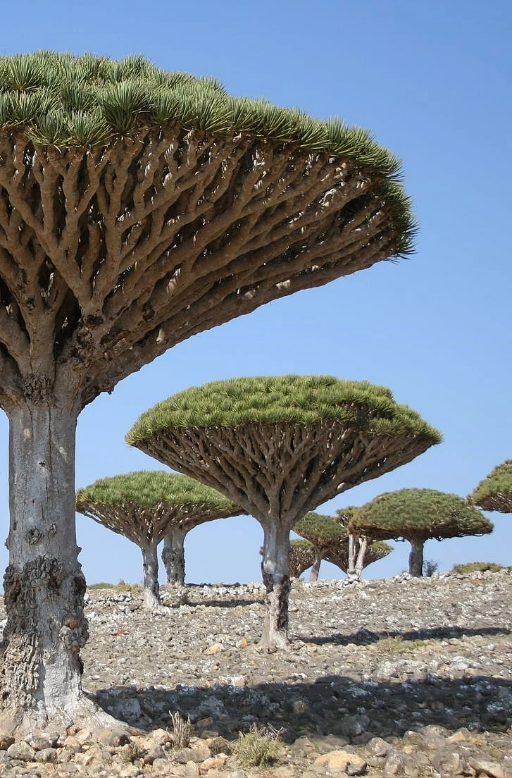 Strangest Trees