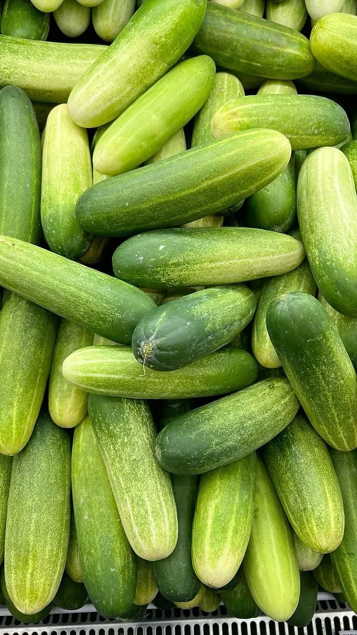 cucumber 1