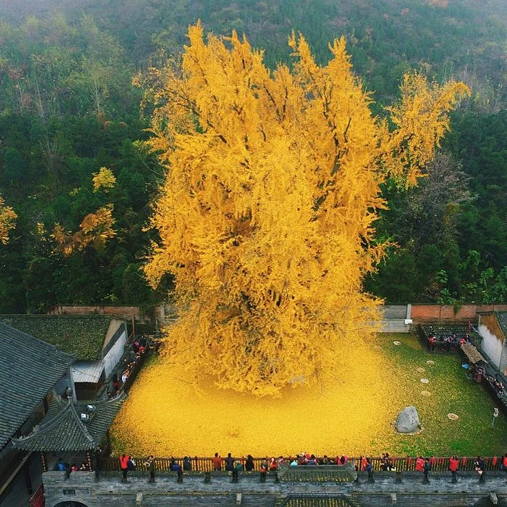 ginkgo tree