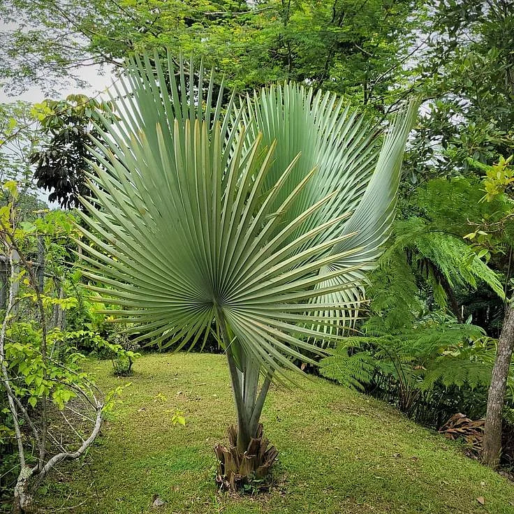 Areca Palm Tree