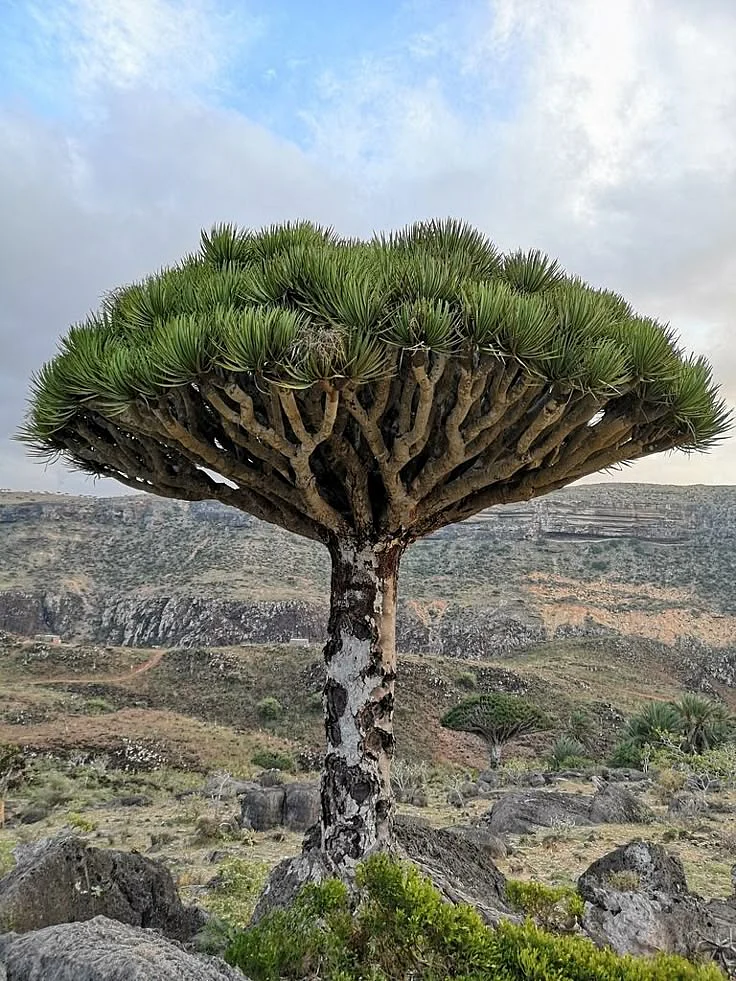 dragon blood tree