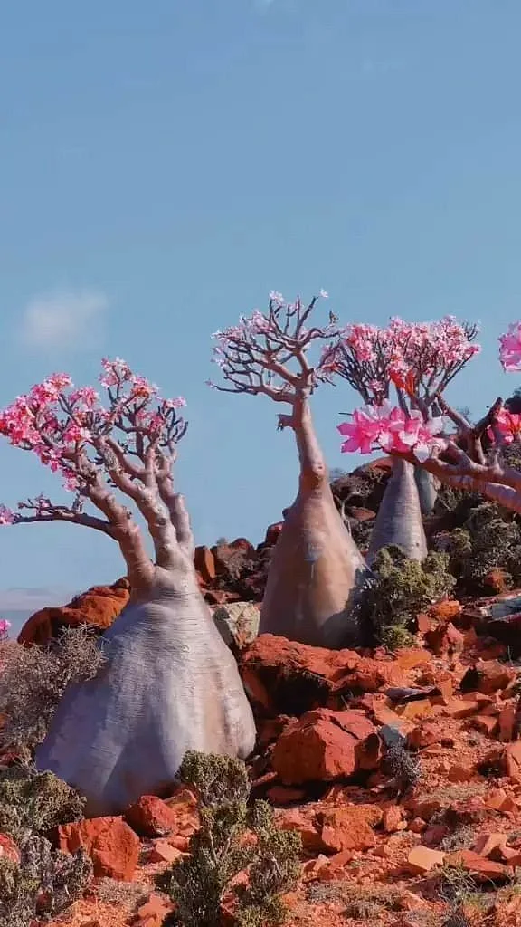 Socotra Bottle Tree Yemen