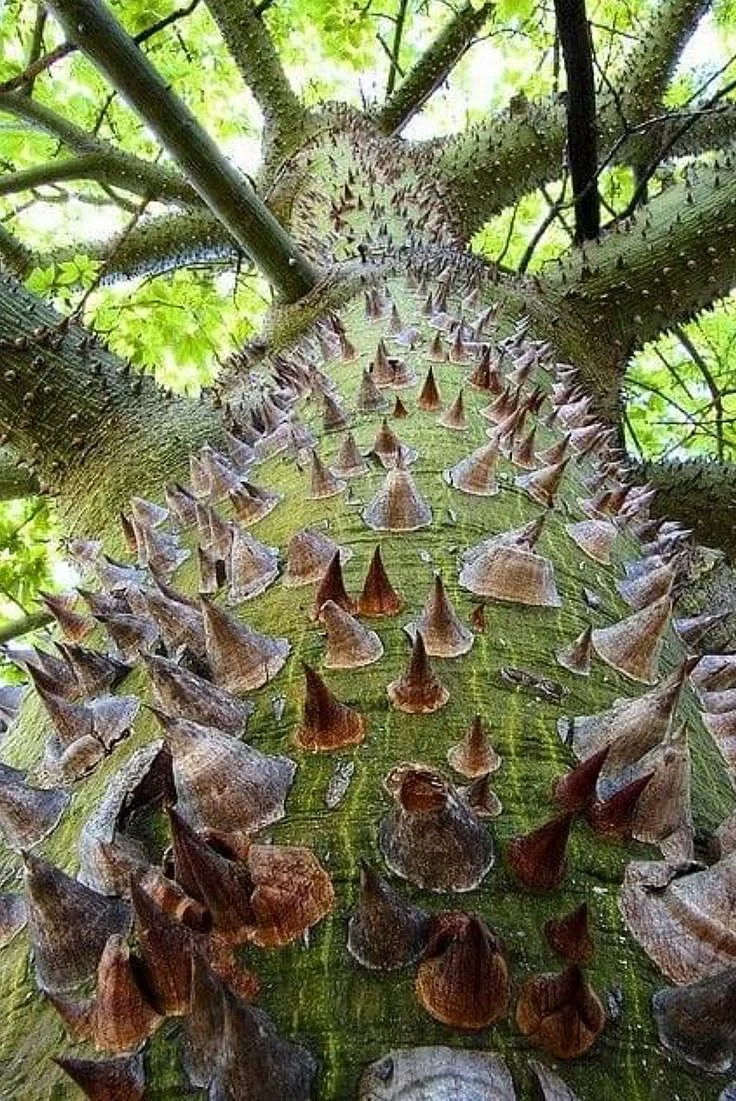 dynamite tree