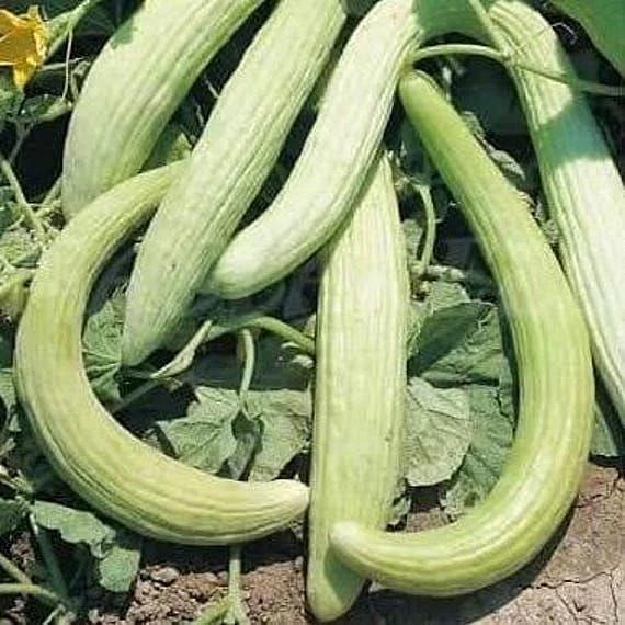 kakari. 8