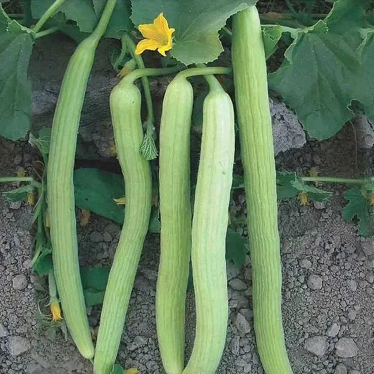 kakari. 5