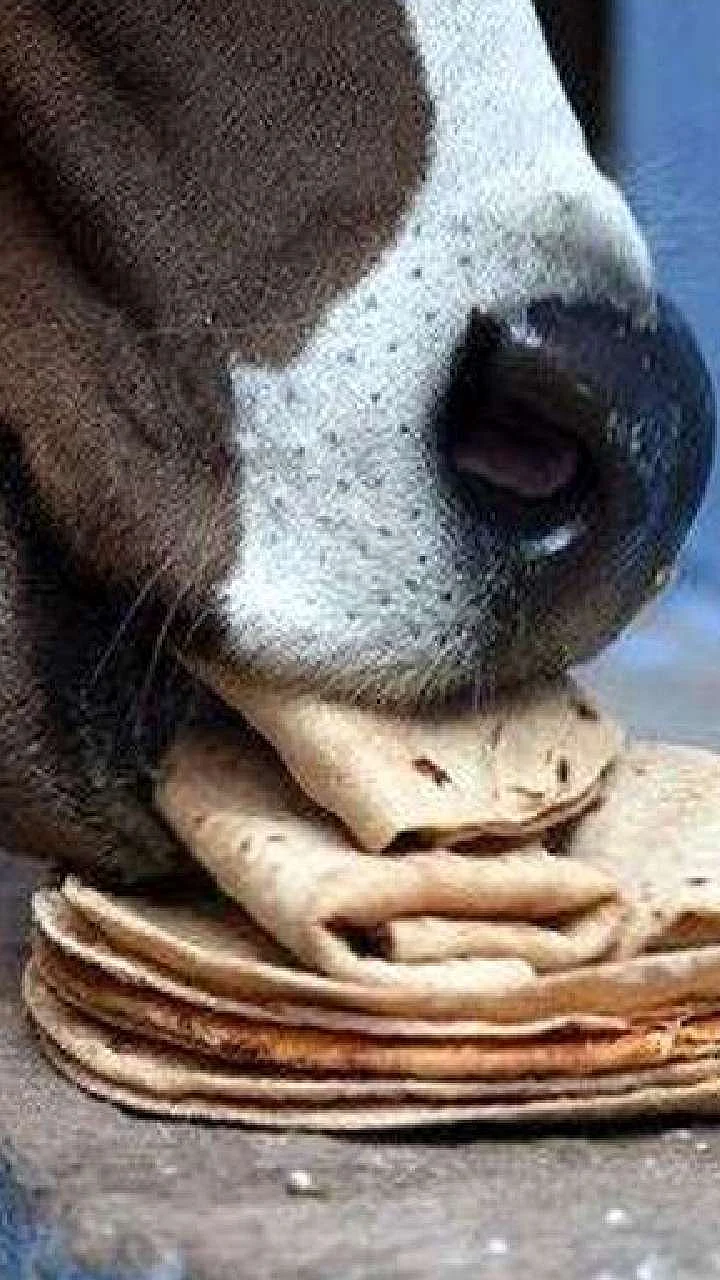 feeding cow 1683709665
