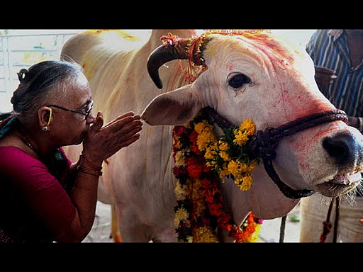 cow20180950398