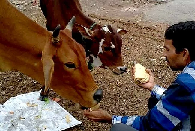 1740487398150cow2017111013134849 ll
