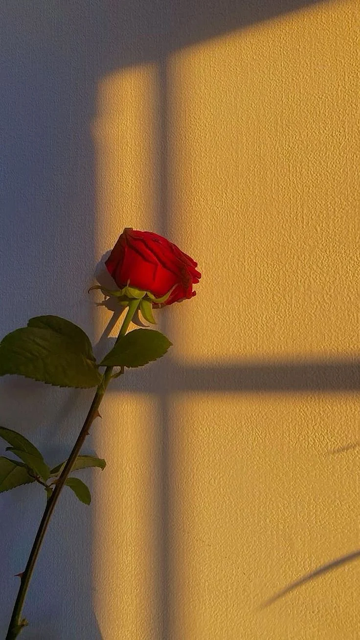 Aesthetic flowers wallpaper