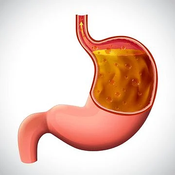 illustrationvectorsphincterisolatedbiologygasterdesign