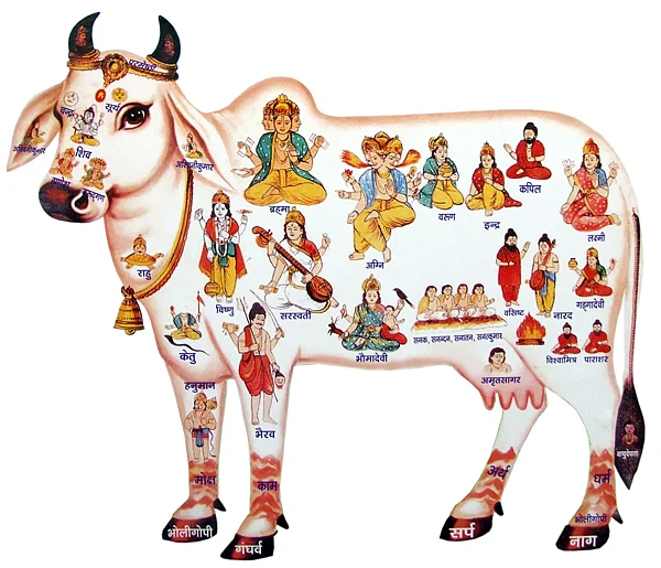 11 18 576447095gau mata 1