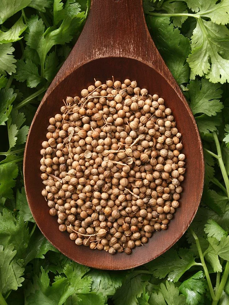 coriander. 6