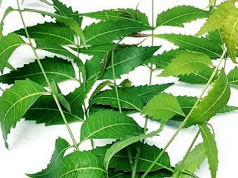 Neem leaves. 1