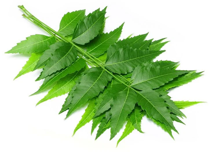 Neem leaves. 5