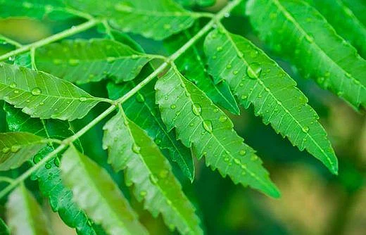 Neem leaves. 4
