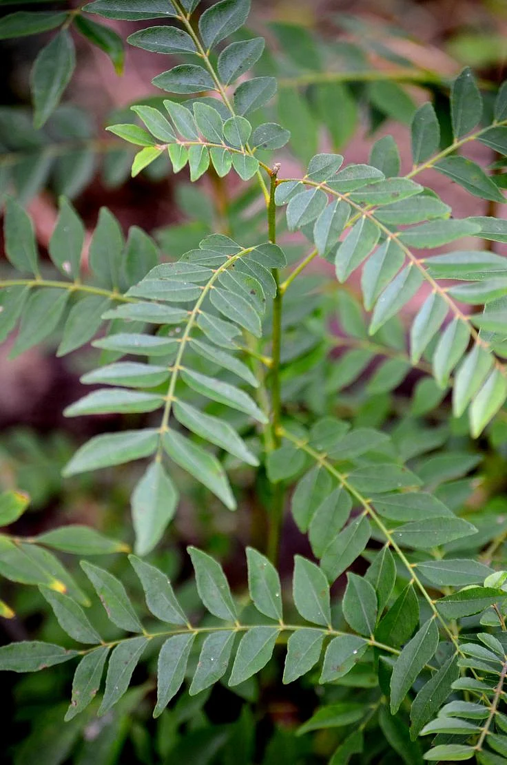 Curry leaf. 5