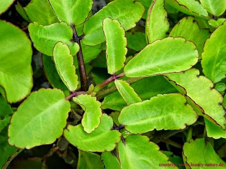 Patharchatta. 1