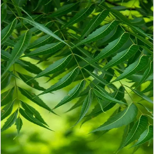Neem leaves. 6