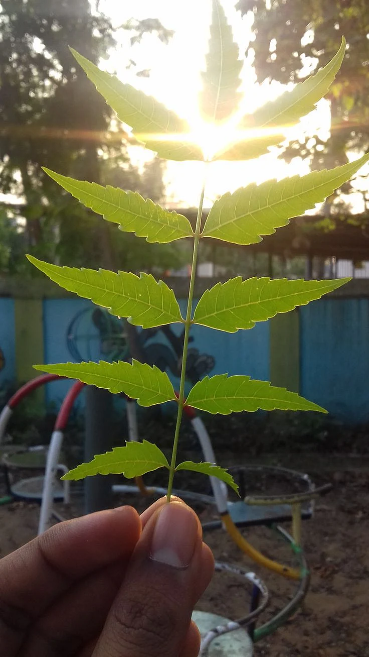 Neem leaves. 8