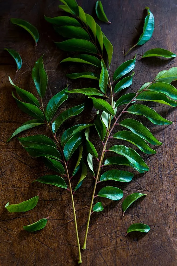 Curry leaf. 8