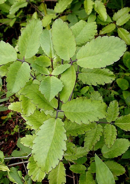 Patharchatta. 7